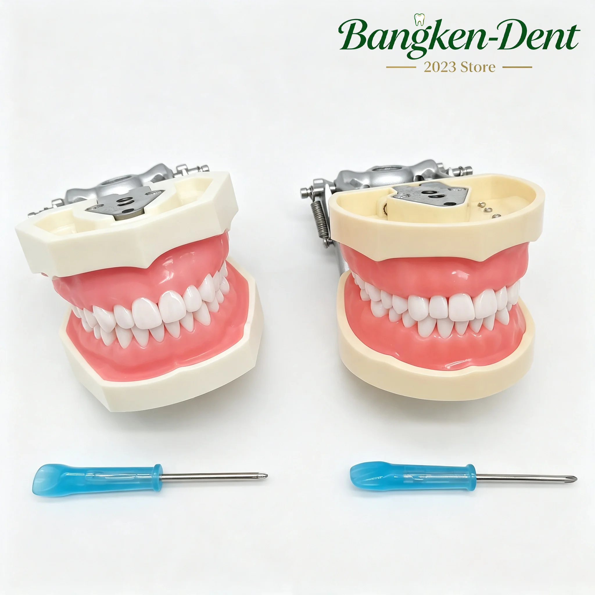 Typodont Tooth Model Removable Resin Teeth Fit Kilgore NISSIN 200/500 Dental Teaching Training Simulation Cheek Demo Model
