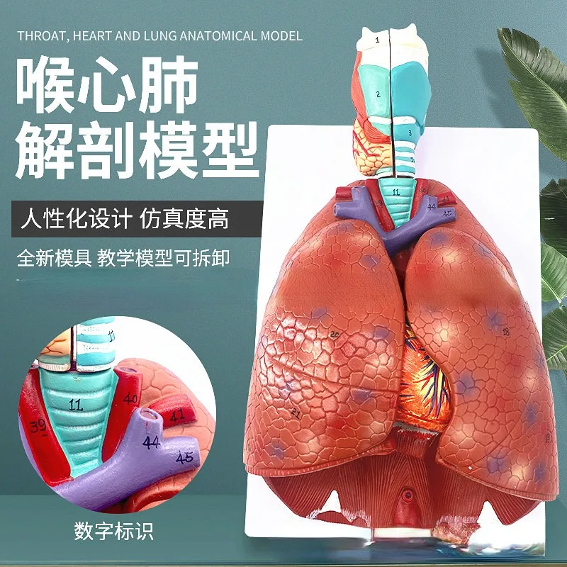 Human Throat Cardiopulmonary Anatomy Model Lung Segment Trachea  Heart Model Throat Anatomy Respiratory System Model