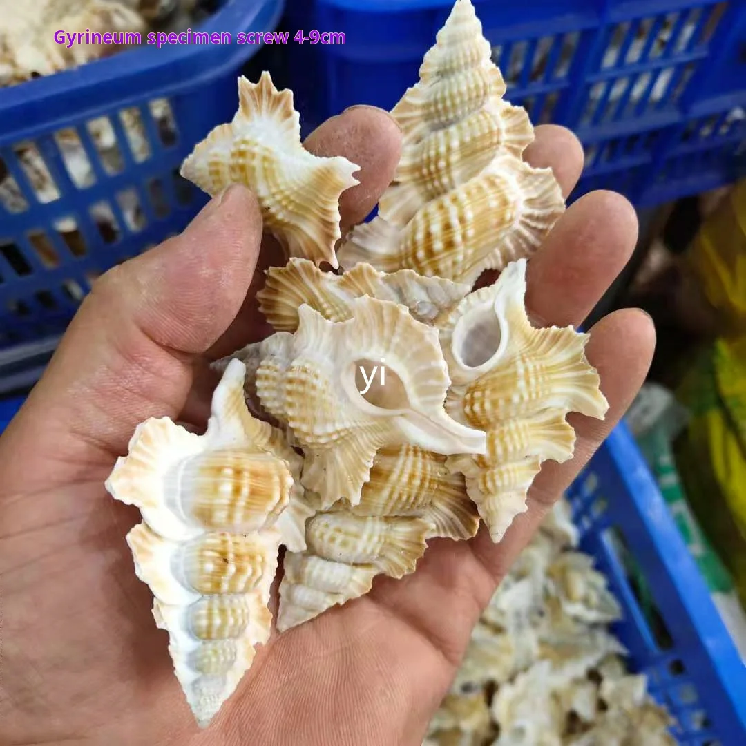 Gyrineum perca Wing method Conch Shell for Mediterranean Decorations, 4-8cm Specimens