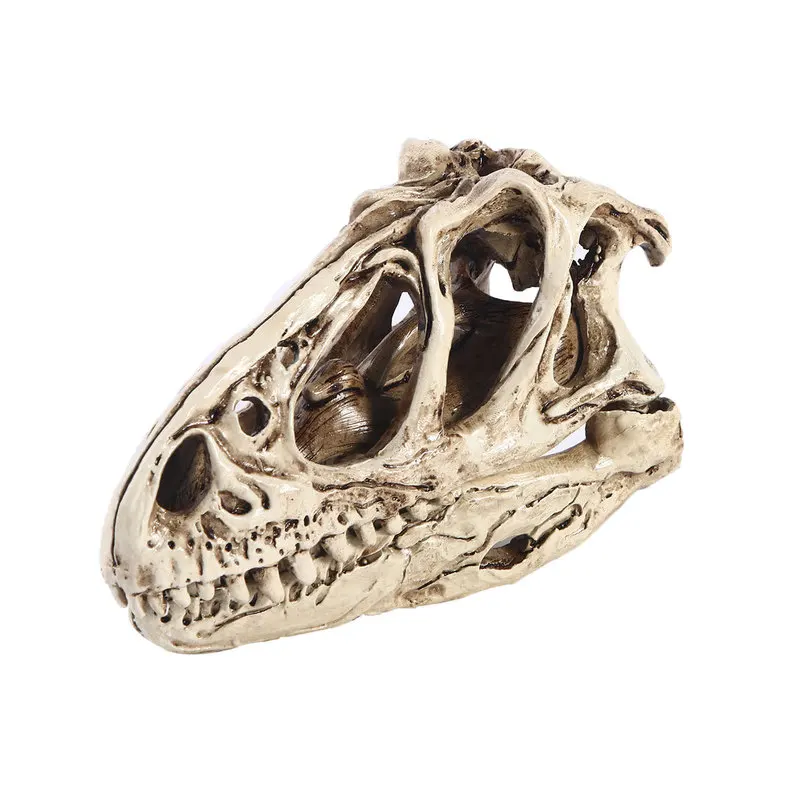 Dinosaur model, resin craft, Dilophosaurus skull, animal skeleton for research and reference