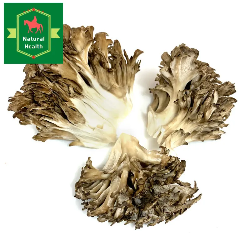 Maitake,Grifola frondosa