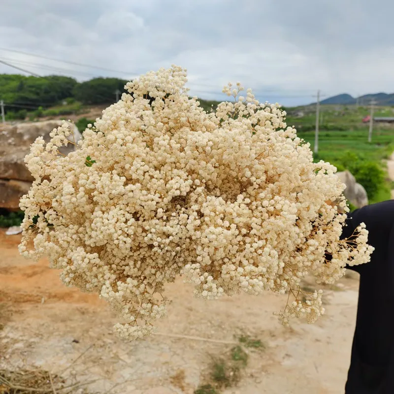 

75g/Lot Creamy-white Dried Gypsophila New Arrivals In 2022 Free Shipping Natural Preserved Flower Bouquet For Home Table Decor