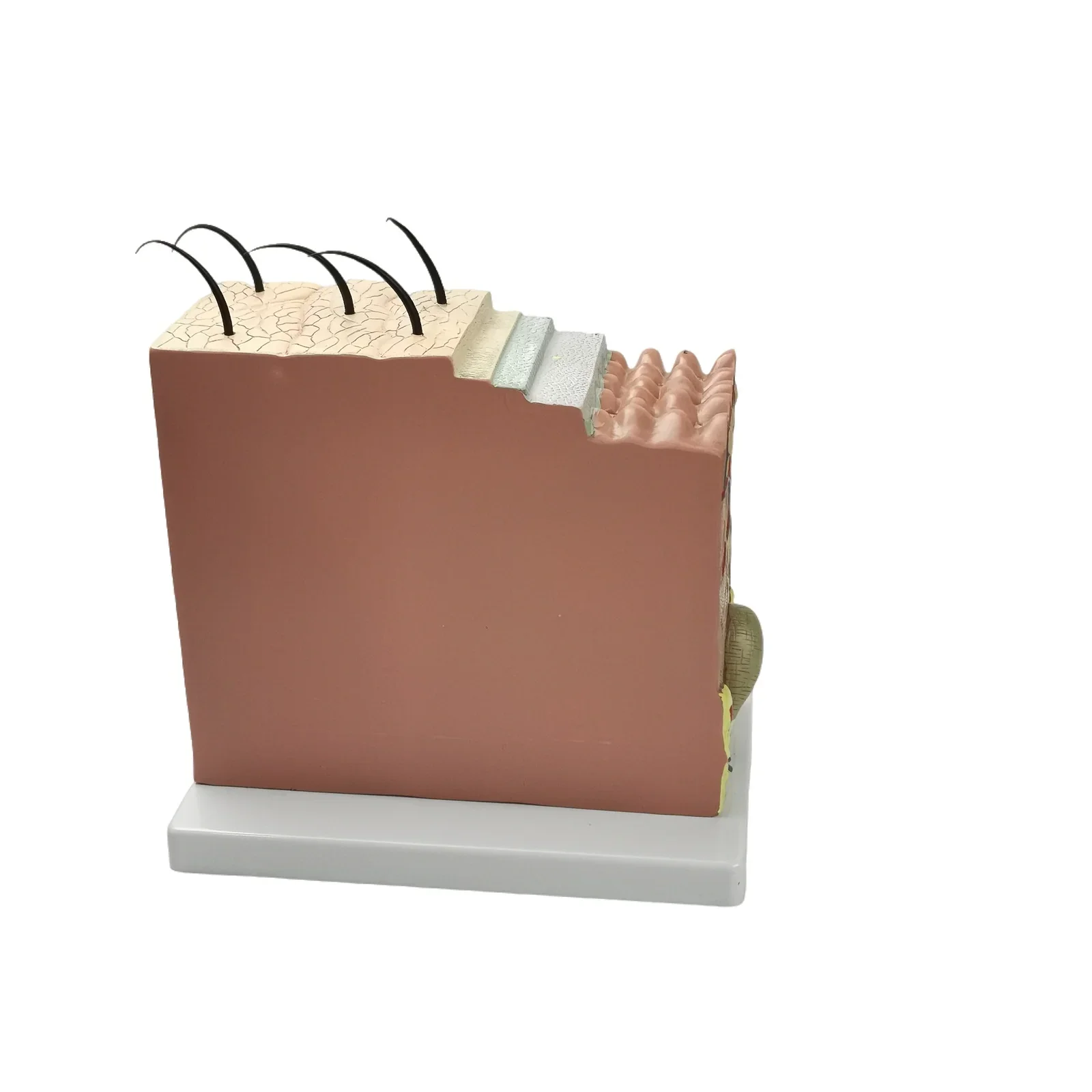 PVC 70X Life Size Anatomical Human Skin Block Model Medical Dermatology Anatomy