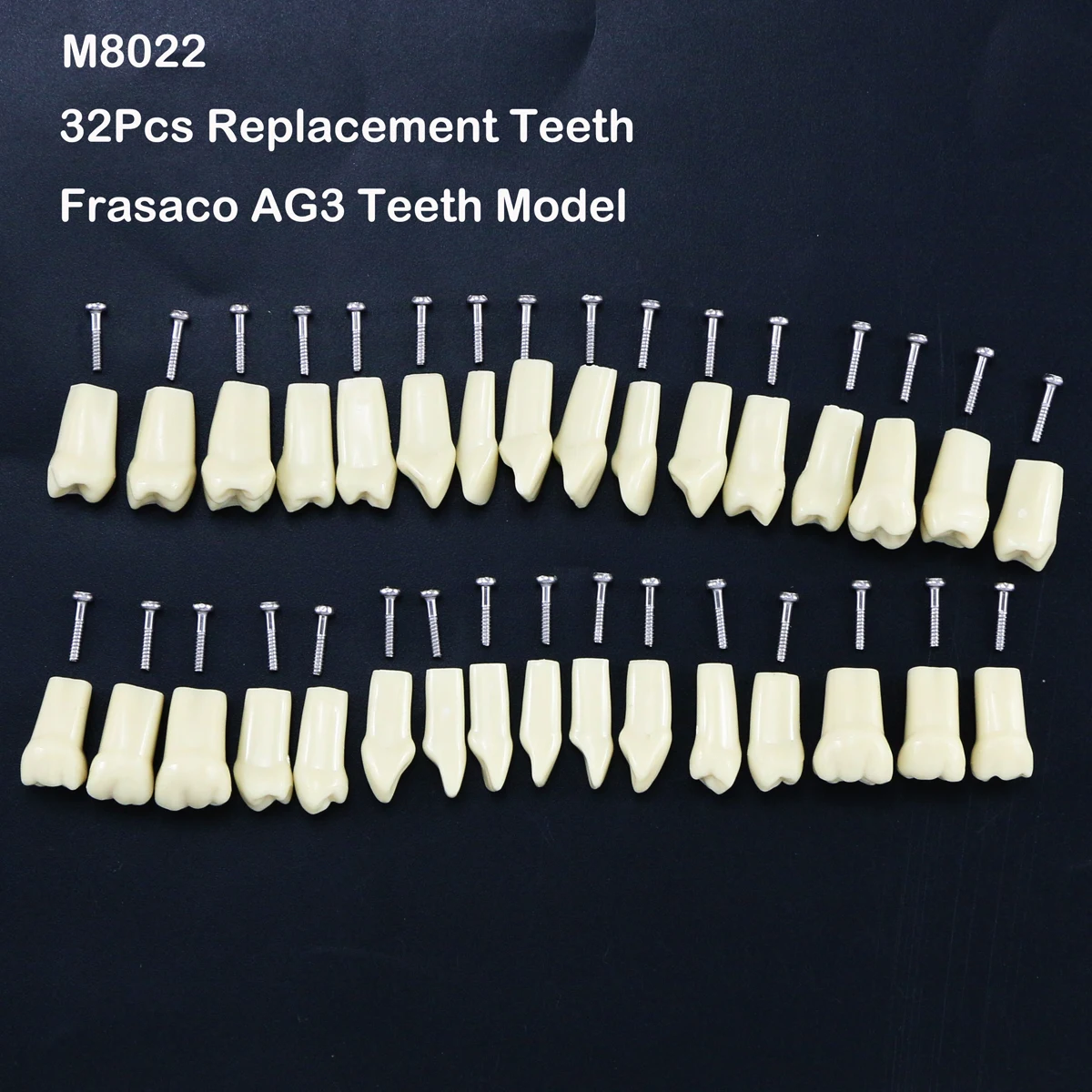 Modelo de dentes tipodonte restaurador dentário 32 unidades de dentes removíveis Frasaco AG3 tipo M8022 M8014