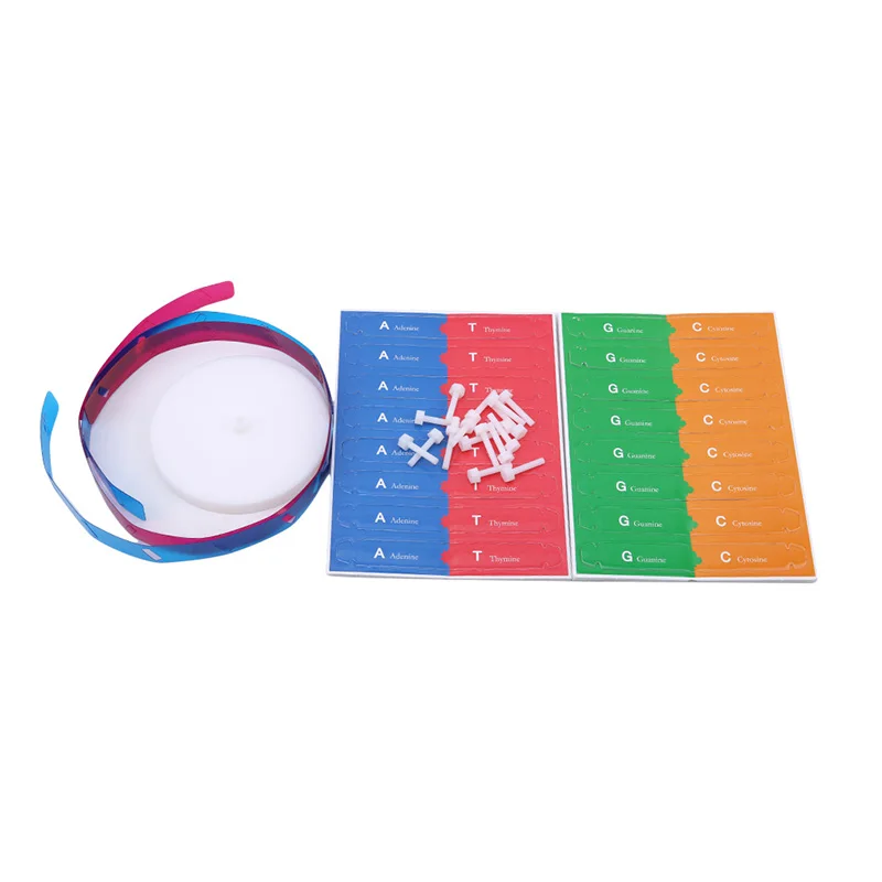 Human DNA Models Double Helix Science Toys Popularization Teaching Learning Education Toys For Children kids learning toys