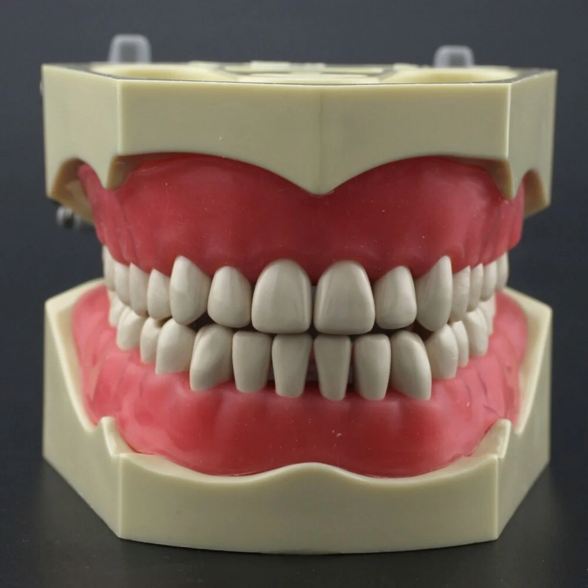 Columbia Dentoform 860 typ Dental Typodont Model 32 szt. Wymienne zęby