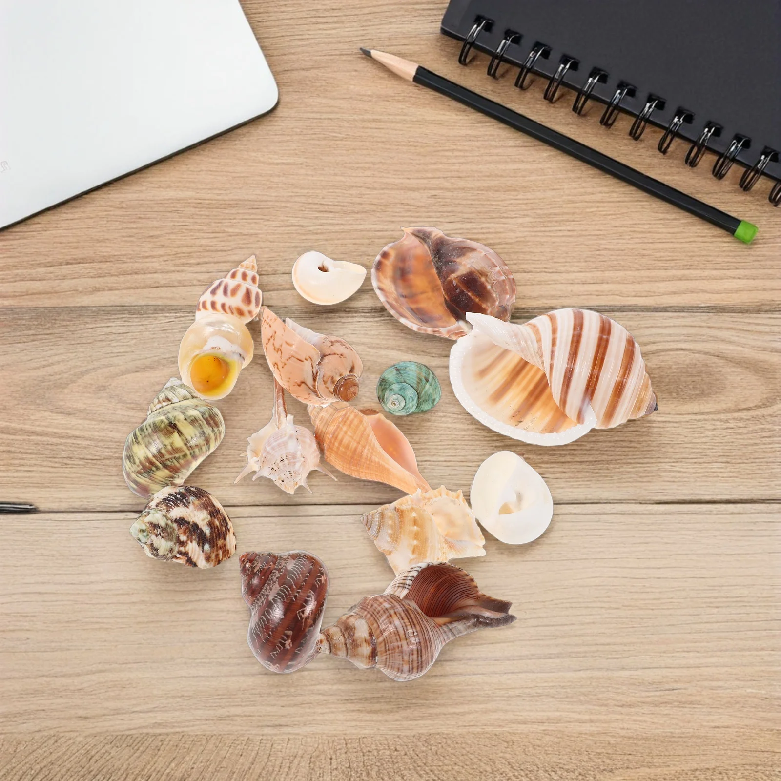 15 قطعة قذائف محارة طبيعية ملونة صدف حوض السمك ديكور خزان الأسماك الديكور الشاطئ موضوع الحرف زهرية حشو #2