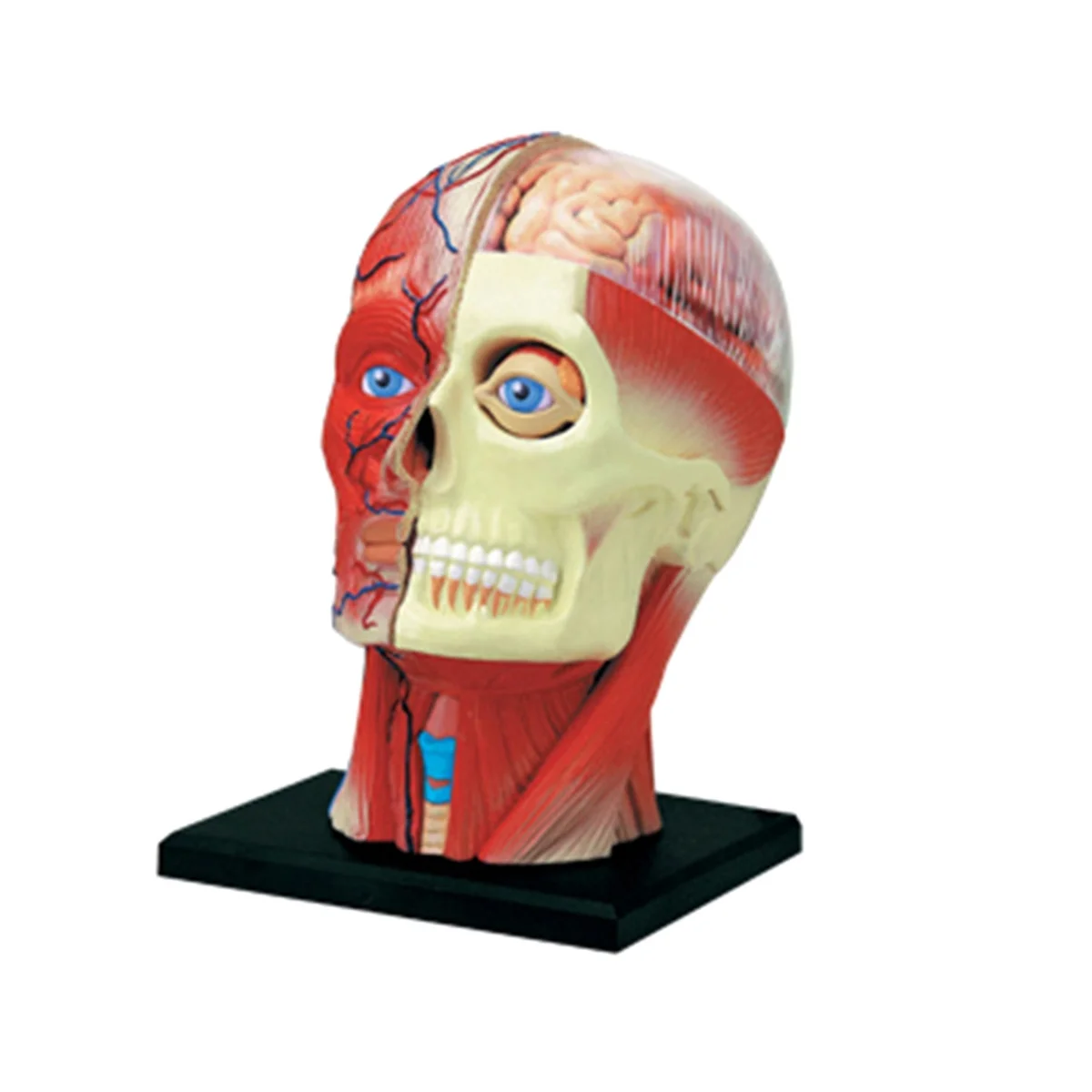 

Medical-Torso Human Body Model Education Head Muscles Nerve Organs Model for Student Teaching Study Assembling Model