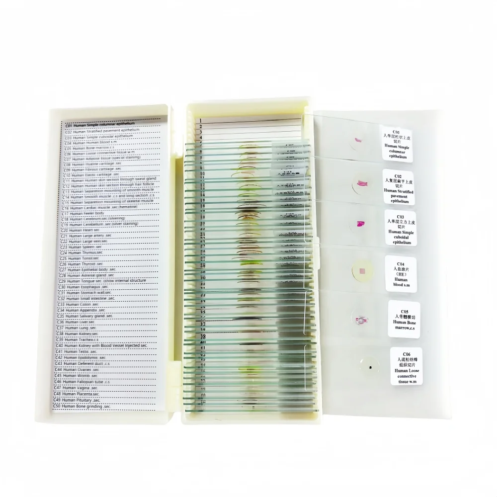 50Pcs Human Teaching Microscope Histology Prepared Slides for Education