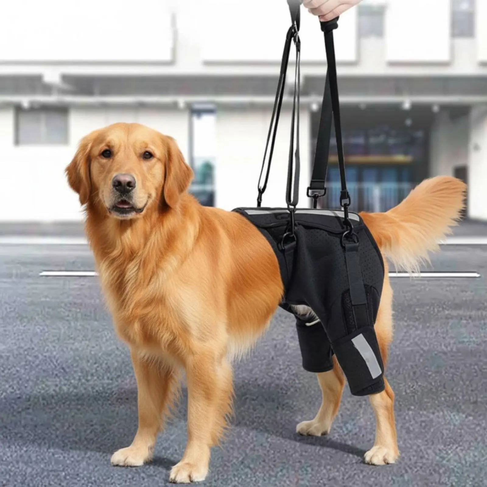 

Dog Rehab Support Strap Padded Handle Dog Hip Lift Harness Rear Leg Support Harness Washable Pet Aid Portable for Walking