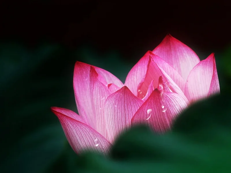 

Металлический дифференциал и пластиковый редуктор для Wltoys 144001 1/14 124018 124019 4WD, высокоскоростные гоночные запчасти и аксессуары для радиоуправляемых машин