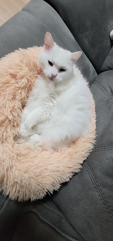 구매후기