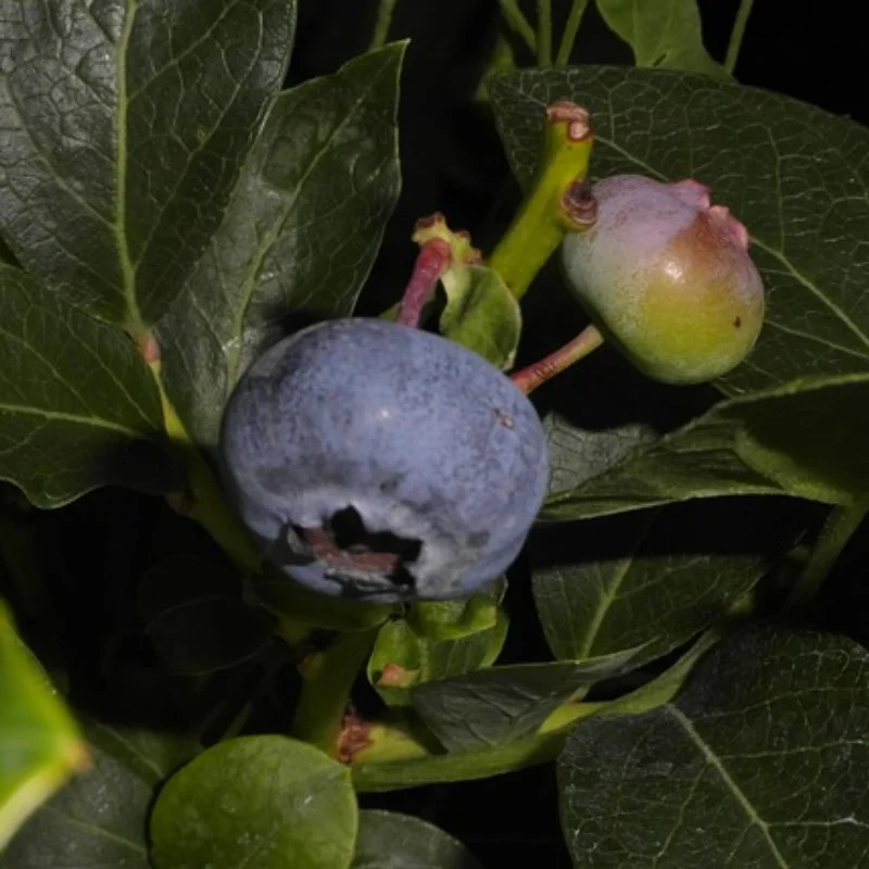 

Racing RC Truck Car Steering Arms Steering Bridge Set for 1/10 Tamiya DT-04 Fighter NXGEN Upgrades Parts Accessories