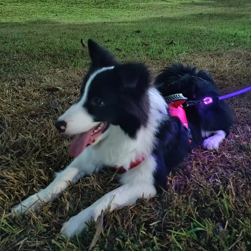 LED Luminous Dog Leash Night Safety Glowing Pet Walking Leash High‑Strength Anti‑Pull Rope For Dogs