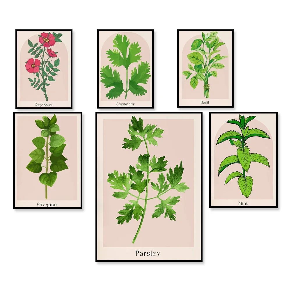 Herbal poster, mint herb, cumin herb, dill herb, basil herb, licorice herb, arugula, fenugreek herb drawing, botanical poster