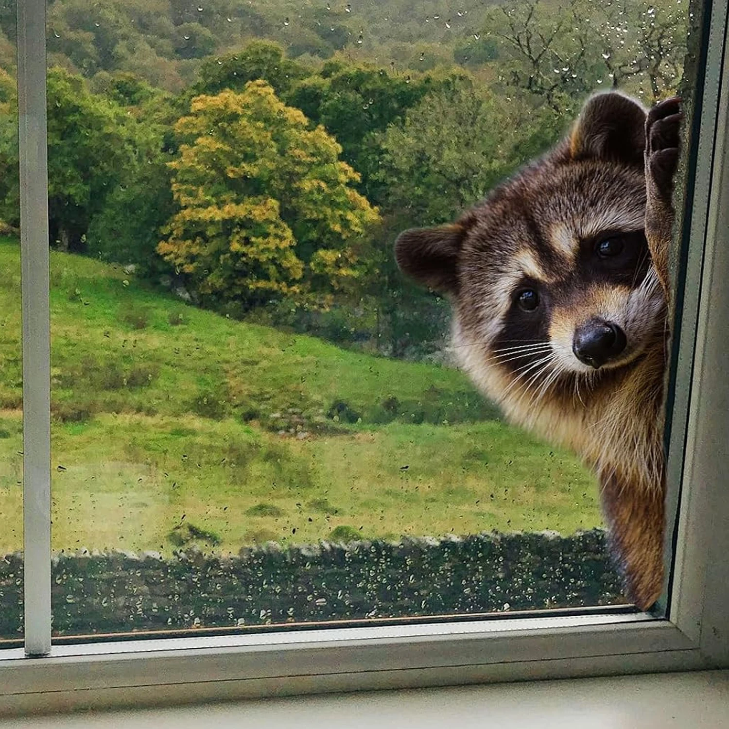 Window Stickers 2Pcs Cute Peeking Raccoon Self-adhesive Removable Waterproof Vinyl Decals for Glass Windows Modern Home Decor