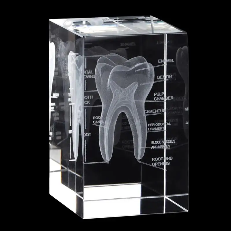 3D Crystal Human Tooth Model Cubic Laser Etched Anatomical Tooth Model For Home And Office Hospital Decoration Dentists Gifts