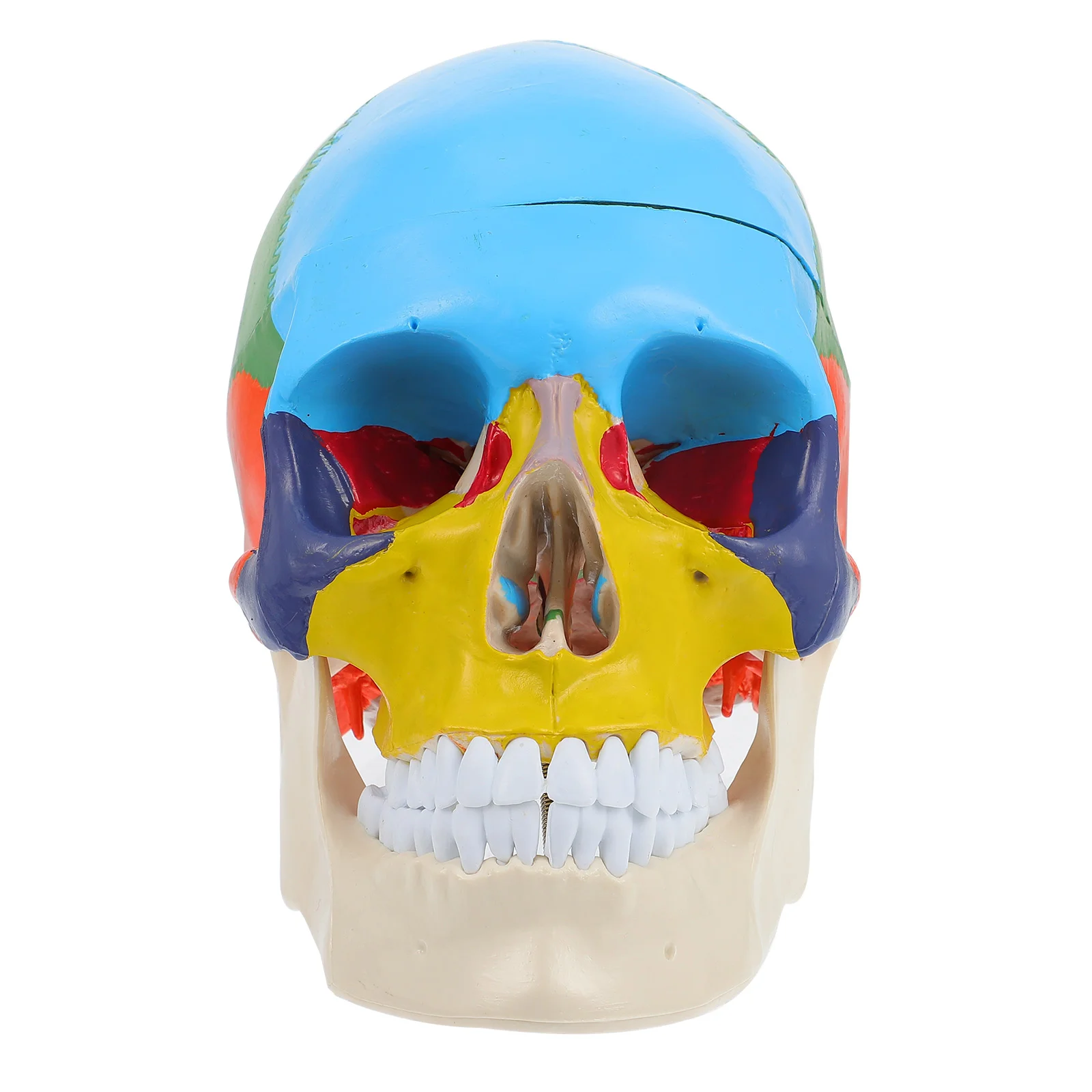 False Skull Anatomical Model Colorful Skull Model Medical Teaching Skull Model fake skull head model medical fake skull model