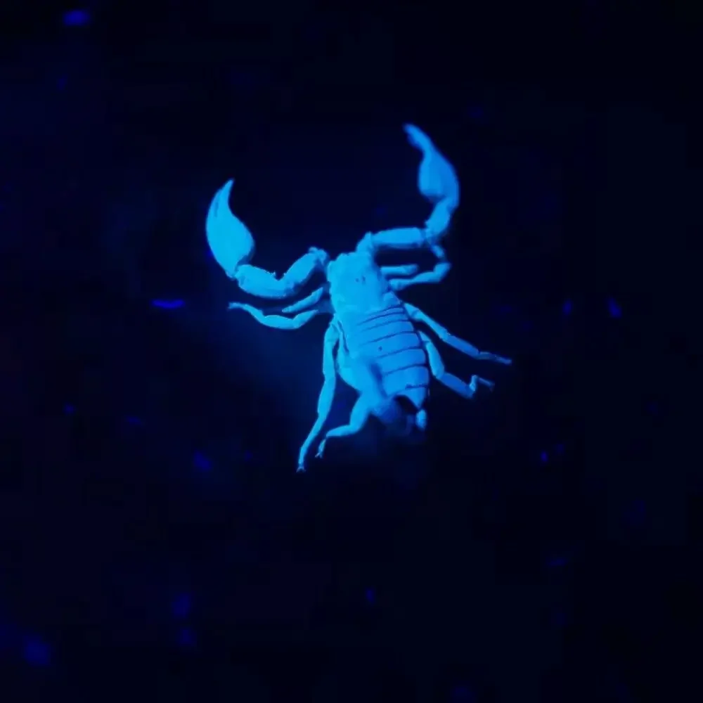 Torcia LED professionale Weltool M2-BF "Barba viola" UV 365nm a luce nera