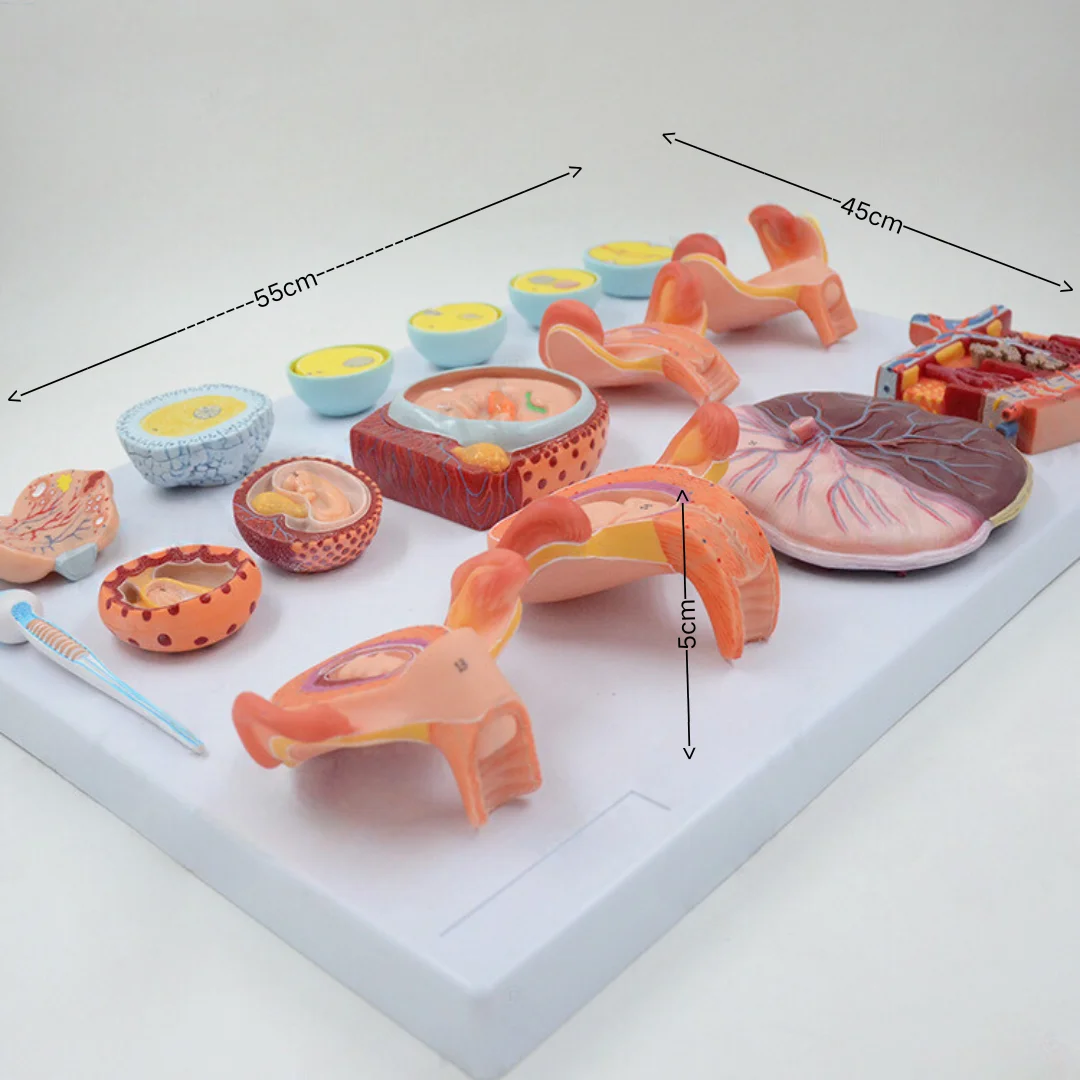 Demonstration Model of Human Fertilization and Early Embryogenesis Medical Science Embryo Simulator for Obstetrics Gynecology Fa