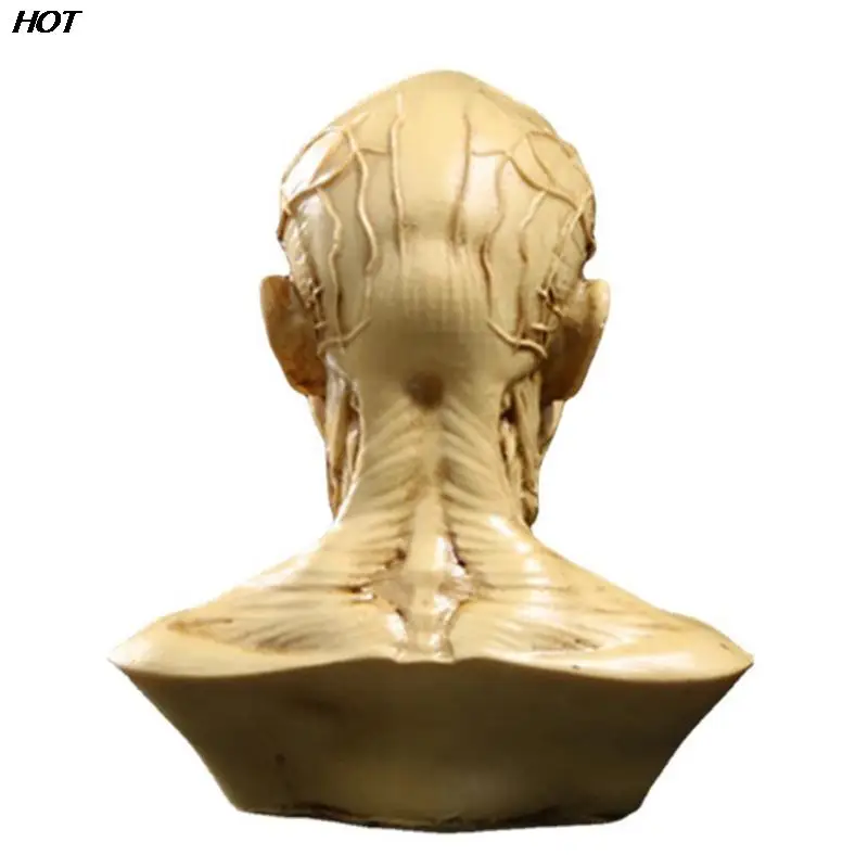 Human Muscle Skeleton Head Model Muscle Head Skull Anatomy Sculpture Art Sketch Medical Learning supplies