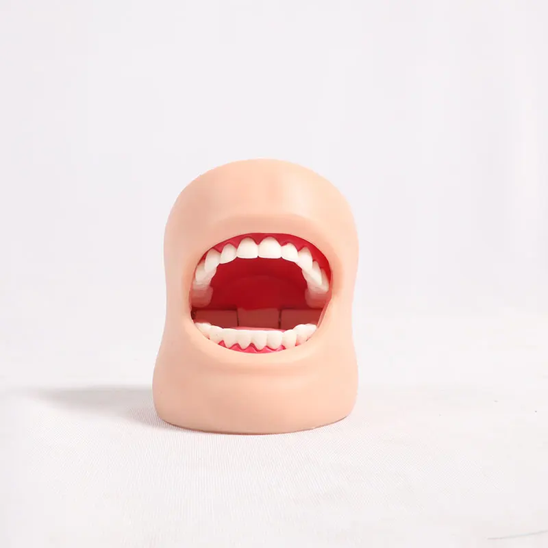 Adult Full-Mouth Dental Care Model 1:1 Dental Care Model (with Cheeks)