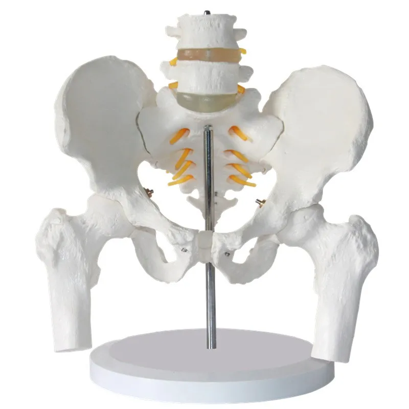 

Simulated Lumbar Vertebrae Pelvic Belt Lumbar Vertebrae With Femur Anatomy Model Spine Spine Medical Pelvis Teaching Supplies