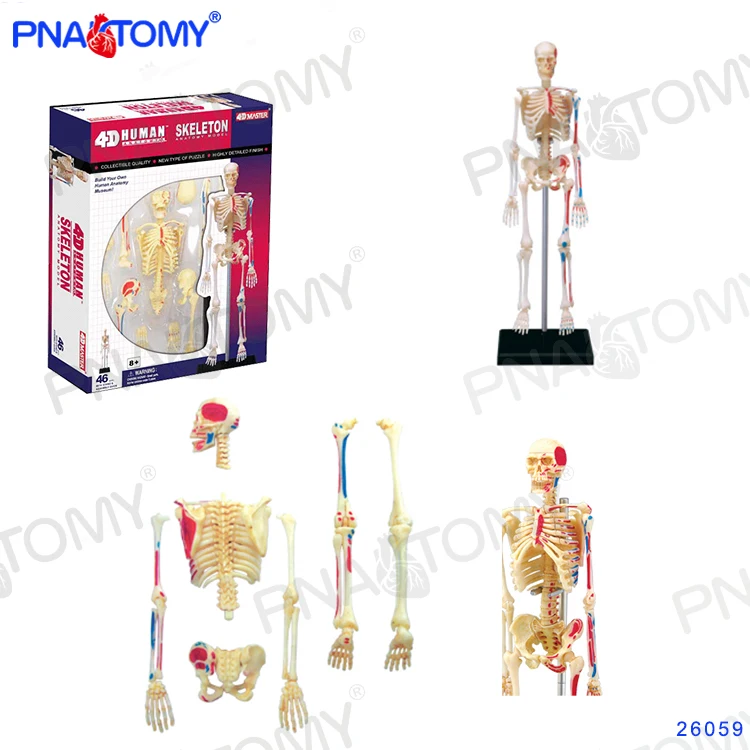 4D MASTER Human Skeleton Model with Muscles Detachable 46Parts 26059 DIY Teaching Tool Educational Equipment Anatomical Model