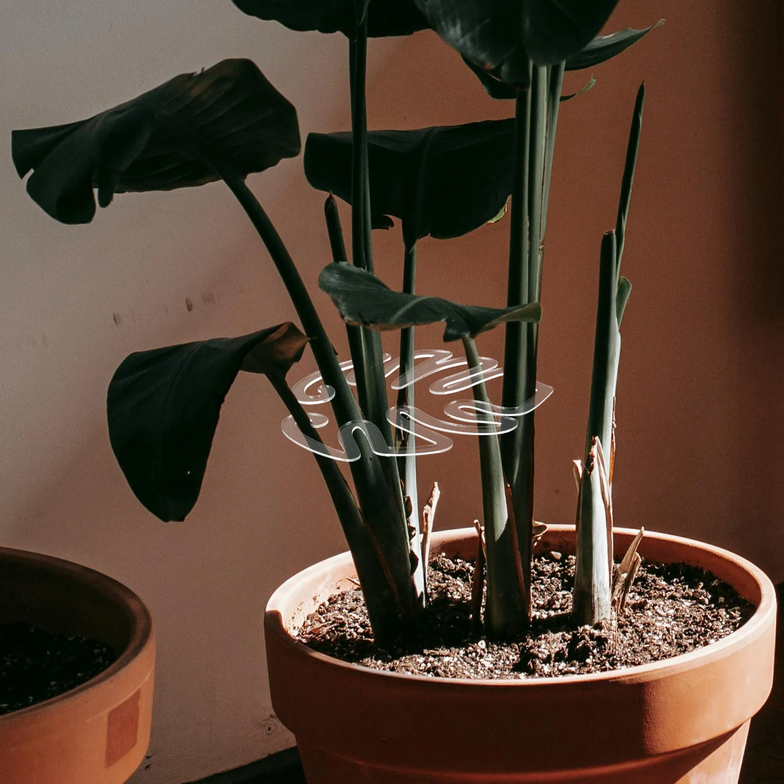 حامل دعم الزهور، مثبت جذع نبات الأكريليك لحديقة بونساي، نباتات داخلية، حامل جذع دعم النباتات Monstera #3