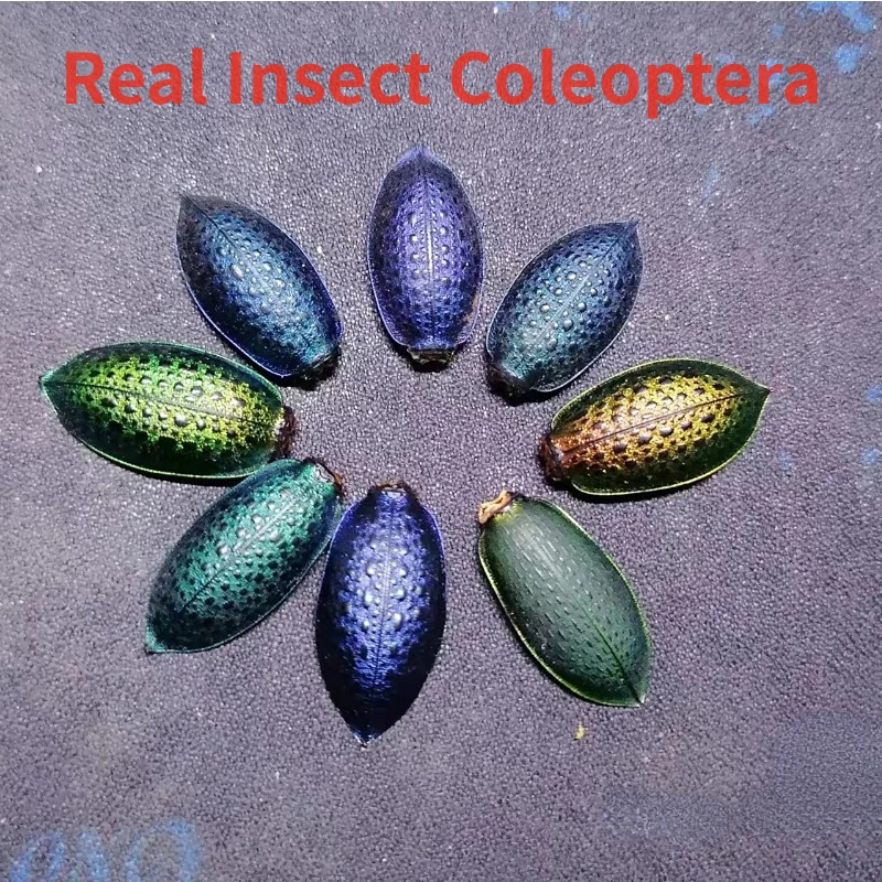 

Primitive Rainforest Beautiful Jiding Insect Coleoptera Pure Natural and Colorless Handmade DIY Necklace Set DIY Earrings Home