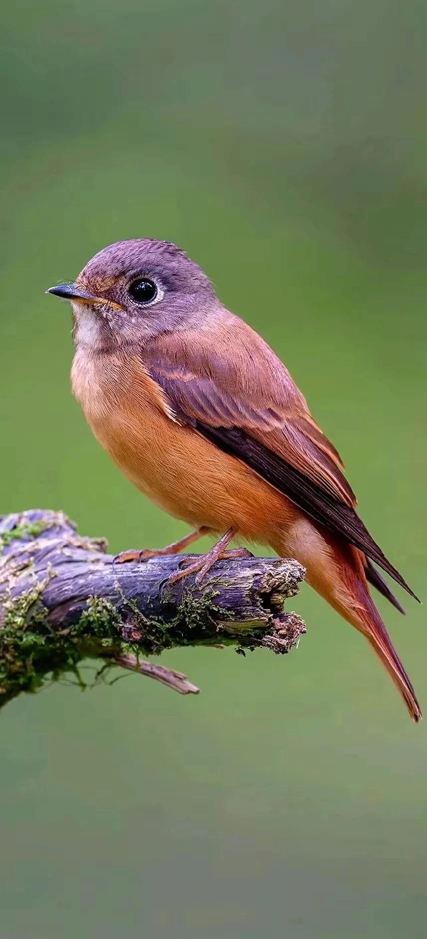 

Комплект из 4 металлических колес с бедлоками 63 мм (1.0 дюйма) для радиоуправляемых краулеров 1/18 SCX24 FMS Ascent-18, запчасти для тюнинга и аксессуары