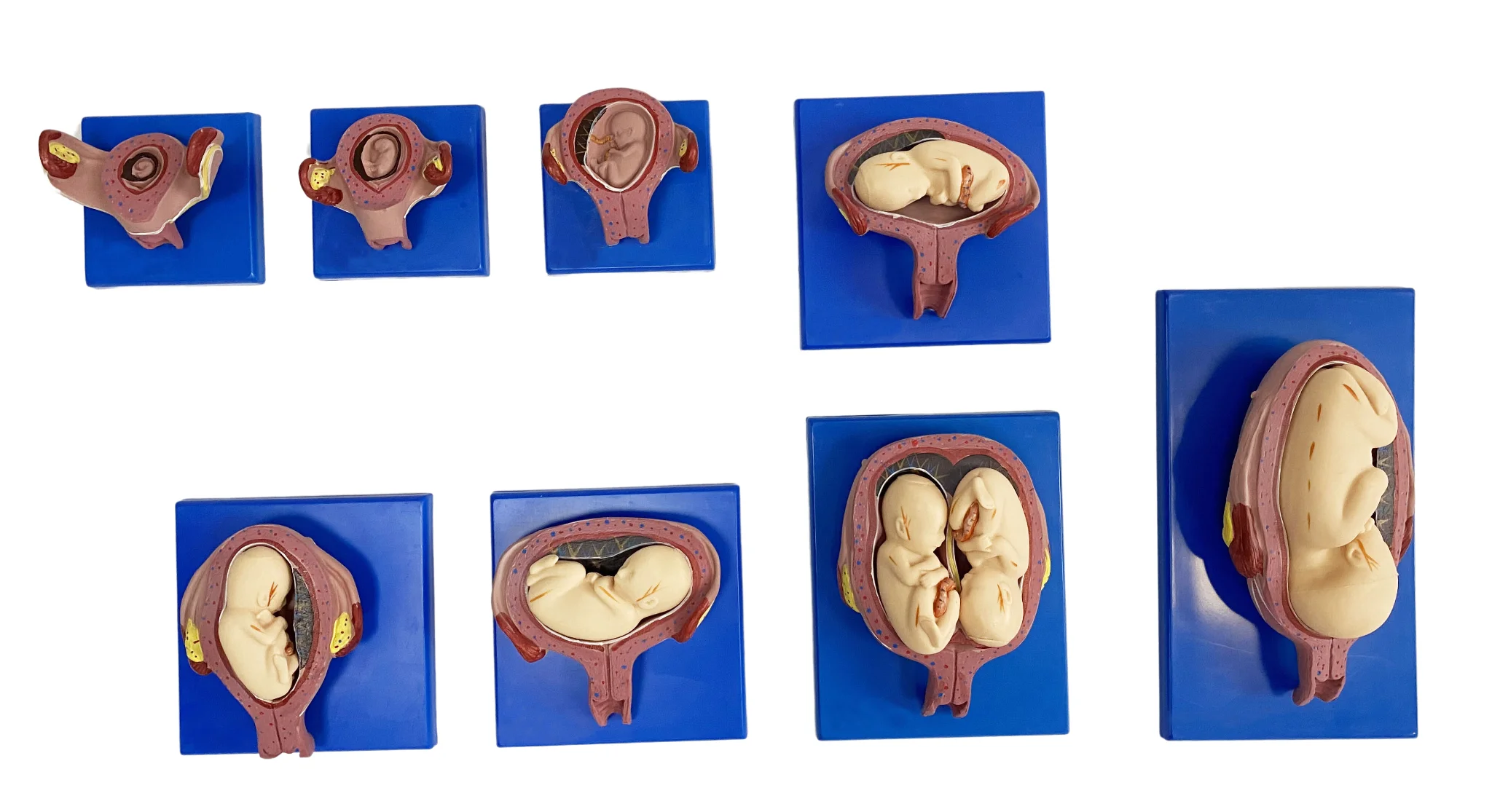 Zwangerschaps-Embryo-Ontwikkelingsproces Model 8 Onderdelen Medische Wetenschap Zwangerschaps-Embryonale Simulator Leermiddelen Voor Geneeskunde Co