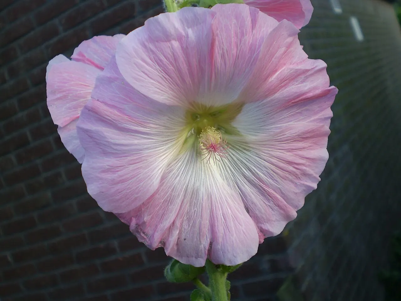 128 Uds. Semillas de Malva Real Rosa Claro, Flor de Torre para el Fondo del Jardín para Jardín, Patio y Bordes Altos