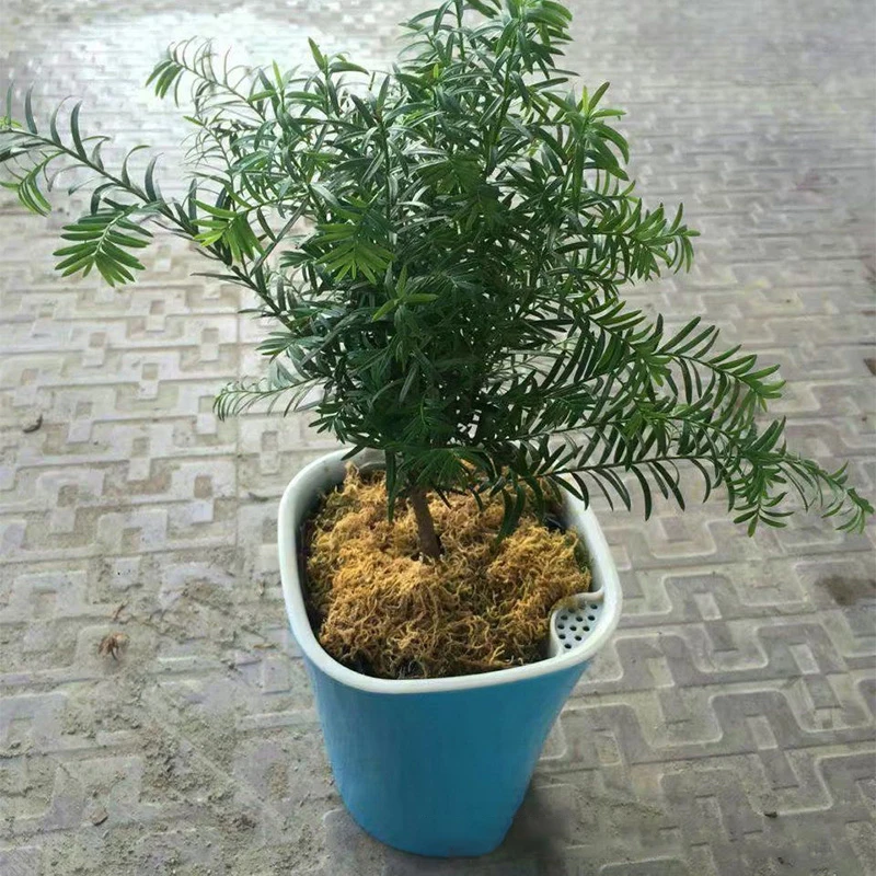 Mini Automatic Self Watering Flower Plants Pot Put In Floor Irrigation For Garden Indoor Home Decoration Gardening Flower Pots
