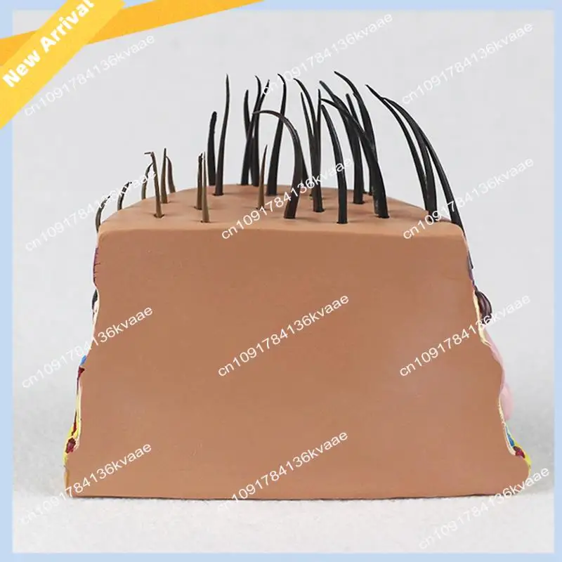 M01K NEW Human Skin Anatomy Model Hair Growth Process Follicle Skin Structure Anatomical  Teaching Display