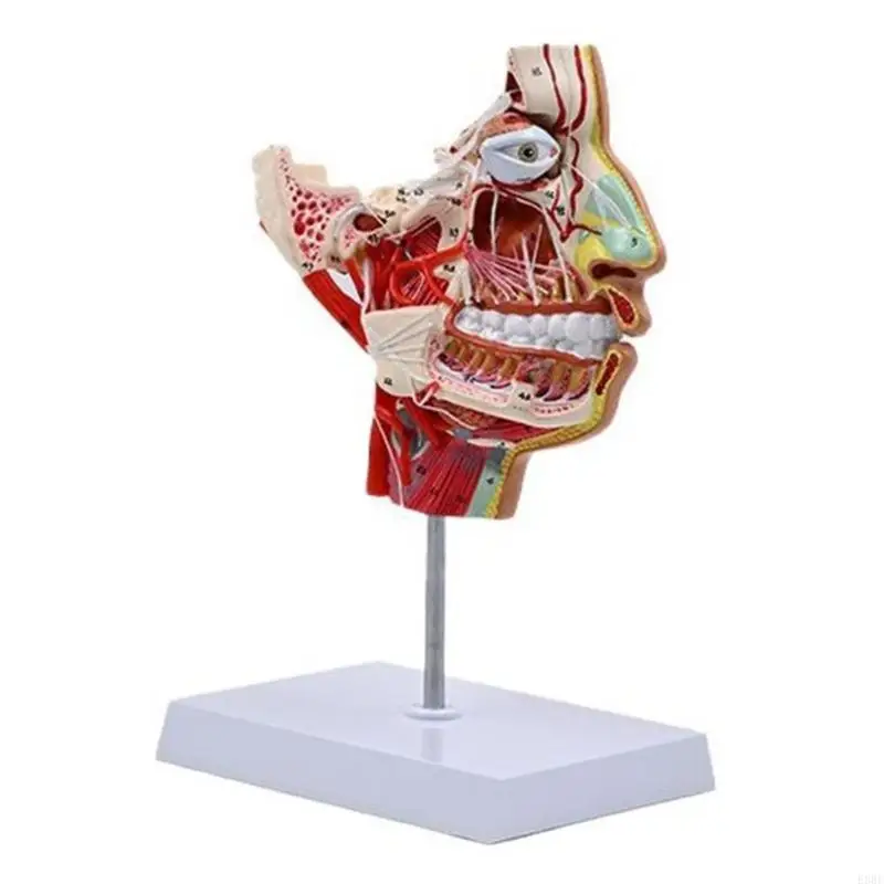 

Human Anatomical Model Human Half Head Model Human Chop-facials Vascular Nerve Blood Vessels Model for Science Education