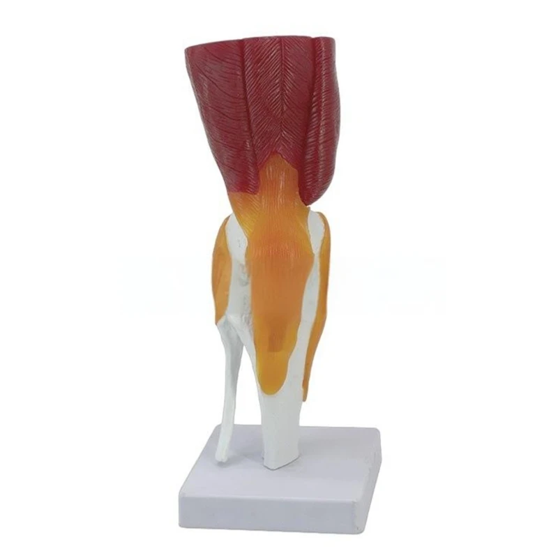 Human Knee Joint Muscles Ligaments Anatomically Model Flexible Knee Joint Model