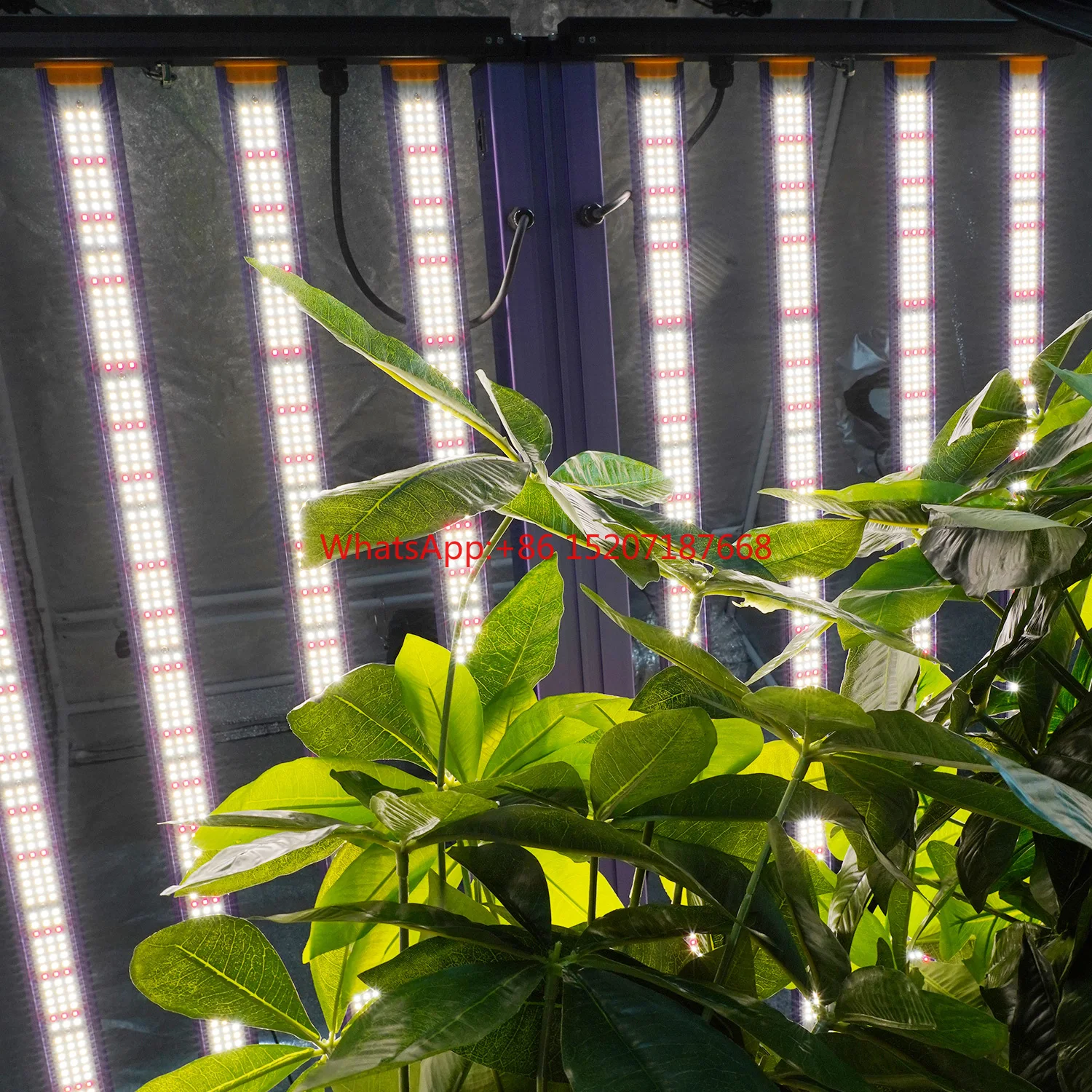 Eu Stock No Vat No …