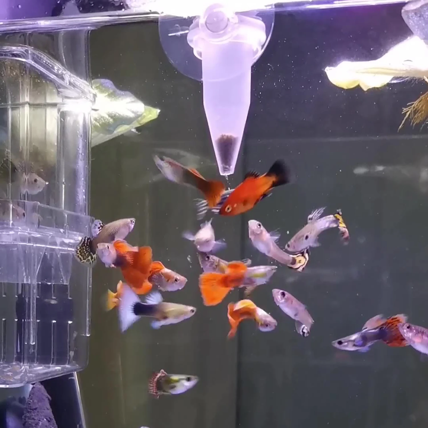 5 piezas de alimentador automá - Aquarium Fish Feeder Automatic reseña y precio