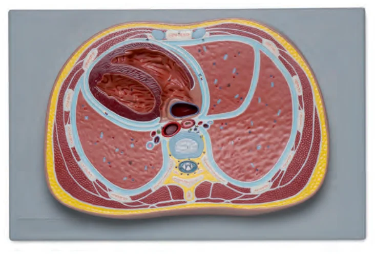 

Thoracic Cavity Transverse Model Medical Science Chest Transection Simulator Teaching Aids for Medicine College Biology and Hosp