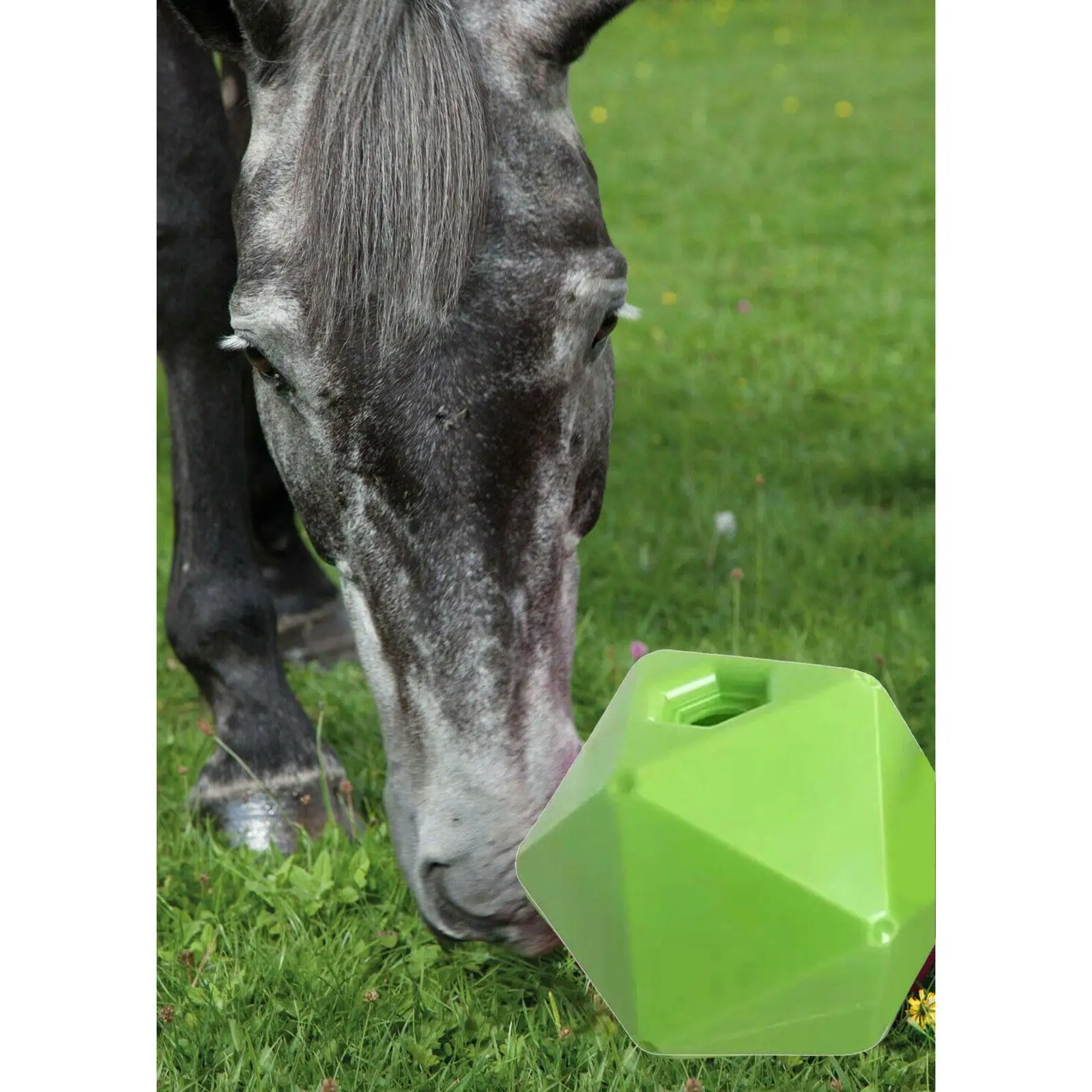 Juguete de alimentación de heno equino para caballo, Bola de trato para caballo, estable, Paddock, Verde