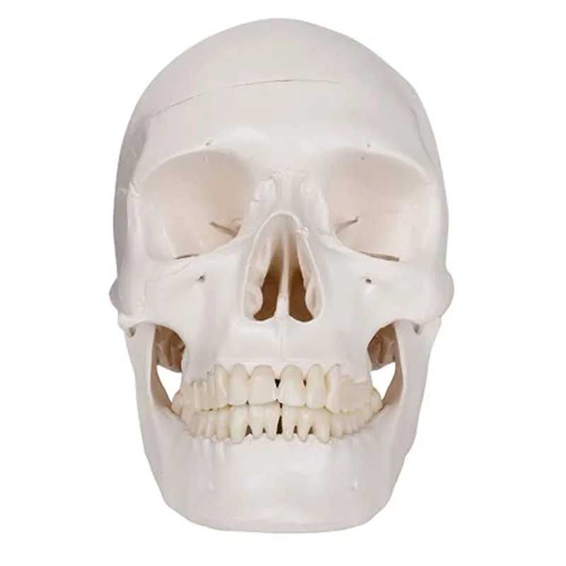 Human Scull Model, Life Size Anatomy Anatomical Adult Model with Removable Scull Cap and Articulated Mandible