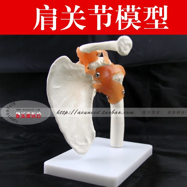 Shoulder Joint Model Human Skeleton Model Joint Skeleton Models Shoulder Bone Muscle Joint Anatomical Models