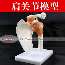 Shoulder Joint Model Human Skeleton Model Joint Skeleton Models Shoulder Bone Muscle Joint Anatomical Models