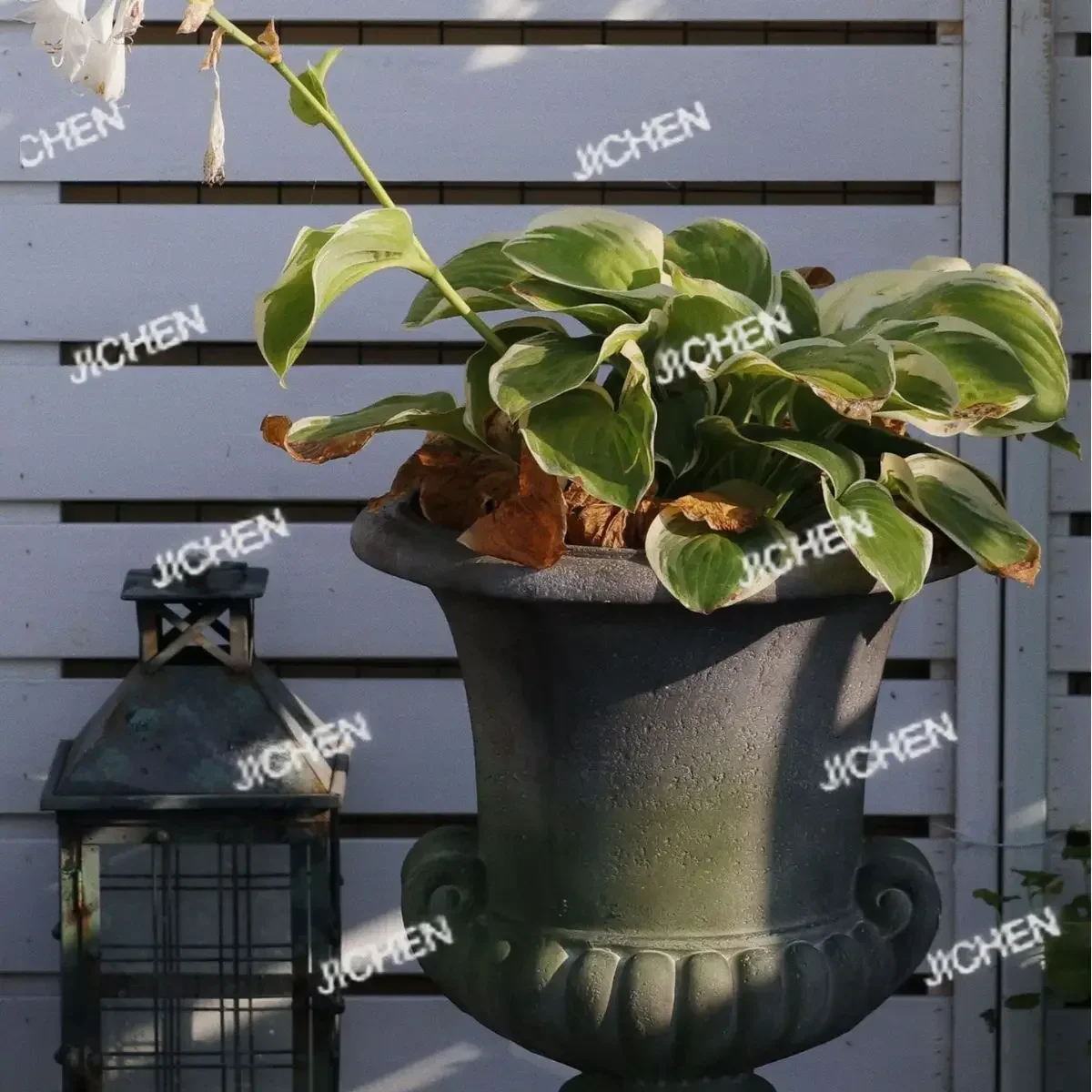 Hz Hs Retro Amphora… - image