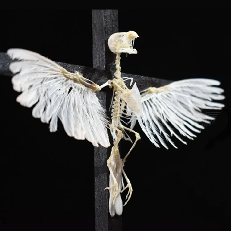 2003 Handmade Cross Style Artificial Bird Skeleton Model Decorative Ornament Wall Hanging Tabletop Display Educational Science