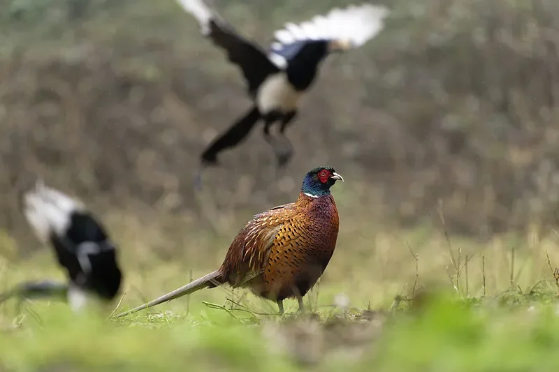 

Flywoo GOKU F405 HD AIO V2 - 1-2S, 12A, ELRS (Plug&Play for O4/O4 PRO Micro FPV Drones)