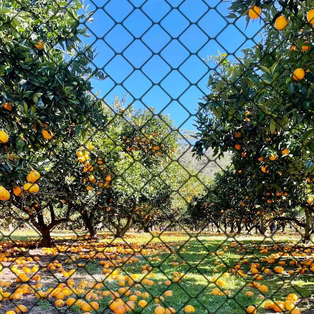 

Nylon Bird Netting Mesh Hawk Netting Protective Chicken Coop Netting 25 X 50 FT Fruit Tree Netting for Birds Deer Squirrels