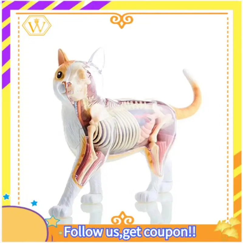 Latest-Animal Organ Anatomy Model 4D Cat Intelligence Assembling Toy Teaching Anatomy Model DIY Popular Science Appliances Easy