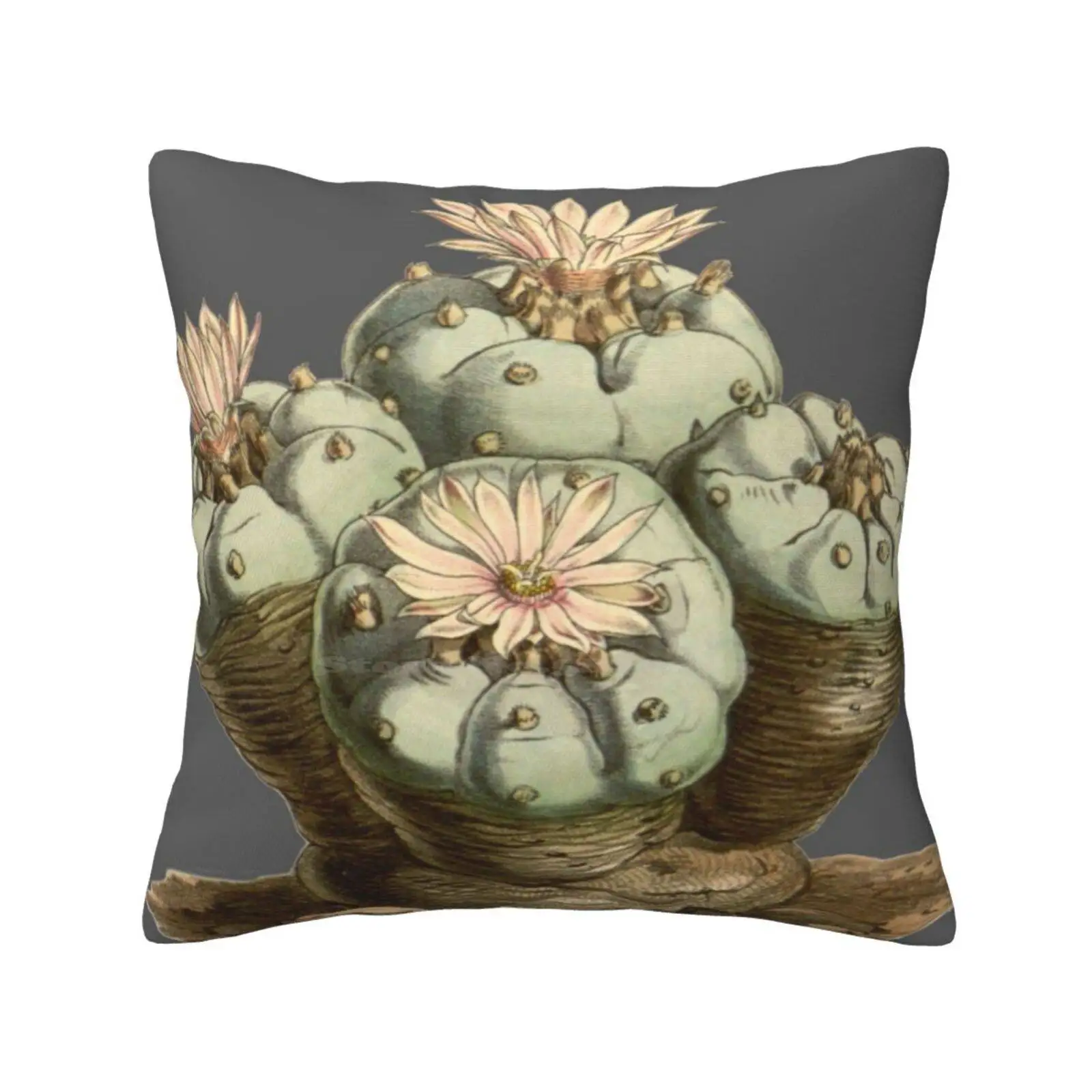 Lophophora Williamsii / Peyote-Antique Botanical Illustration 1847 Throw Cushion Pillow Cover Cactus Peyote Lophophora